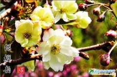 櫻花賦——旅順旅游集團(tuán)攝影師李