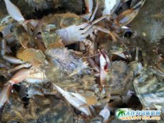 海之韻度假村海鮮介紹