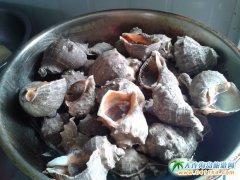 石城島海之韻度假村美食介紹