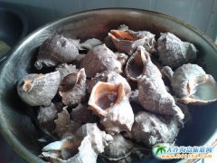 石城島海之韻度假村海鮮介紹