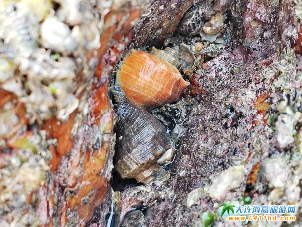 十一財神島趕海